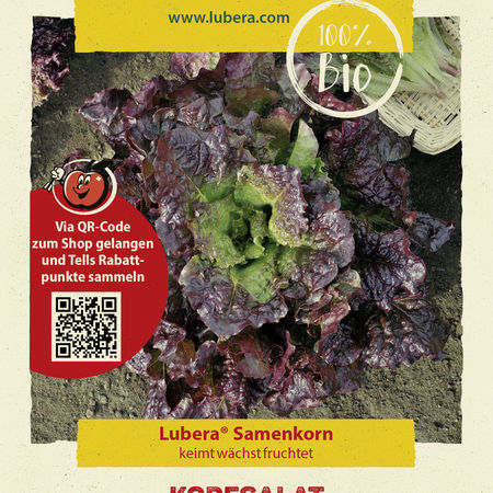 Kopfsalat 'Roter ButterhÃ¤uptel'