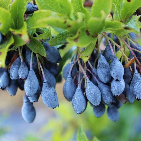 Heidelbeerstrauch Luberissima Heidelbeere BlautropfÂ®