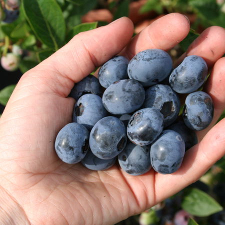 Heidelbeerstrauch Luberissima Heidelbeere BlueromaÂ®