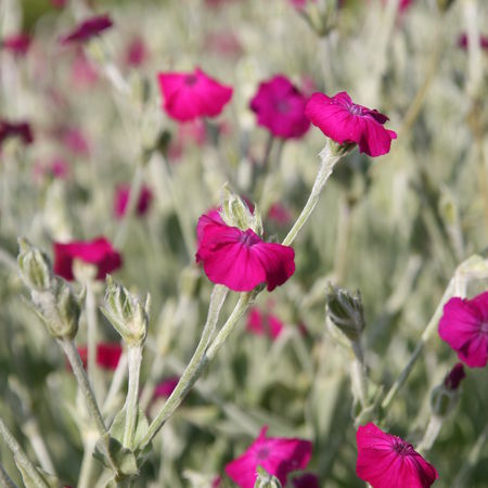 Lychnis coronaria