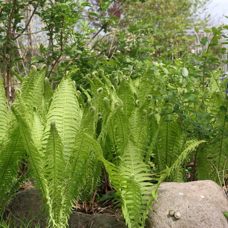 Matteuccia struthiopteris