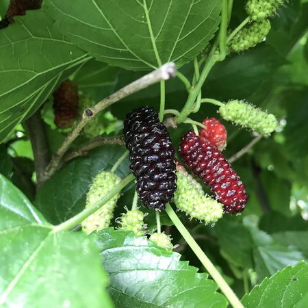 Maulbeere 'Illinois Everbearing'