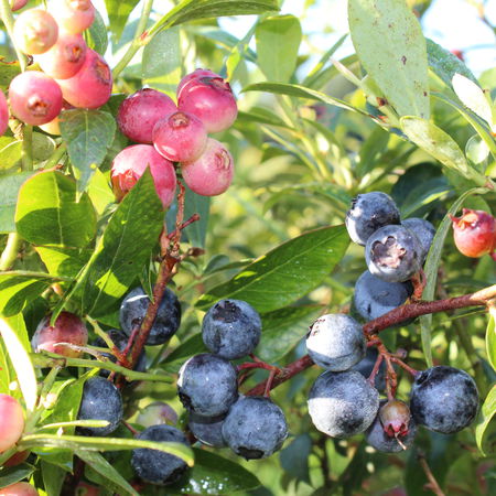 MehrbeereÂ® PinkbeereÂ®: Blaue UND pinke Heidelbeere in einem Topf