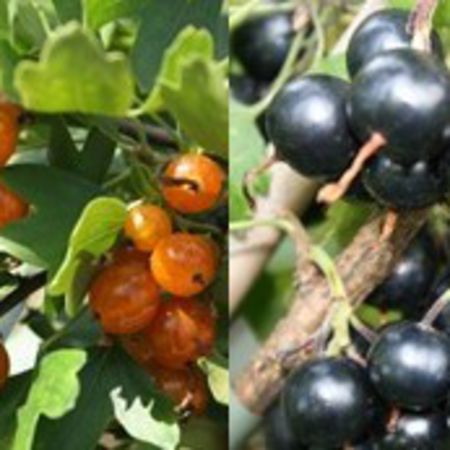 MehrbeereÂ® VierbeereÂ®: Schwarze UND orangene Vierbeere in einem Topf