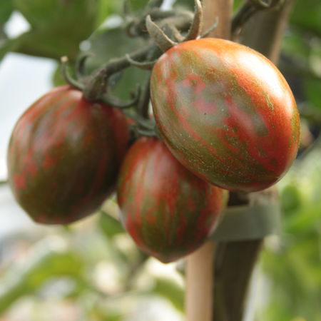 Gourmet-Tomate 'MÃ©lange'