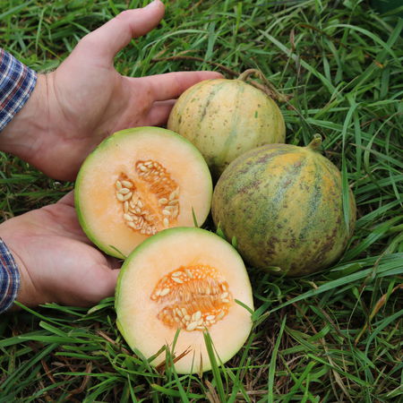 Cantaloupe-Zuckermelone 'Charentais'