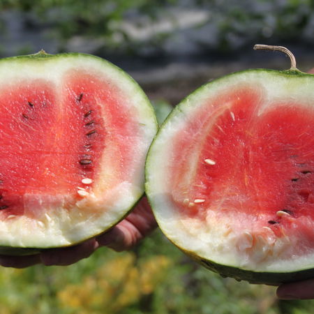 Rote Wassermelone 'Blacktail Mountain'