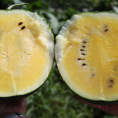Gelbe Wassermelone 'Janosik'