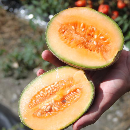 Kompakte Zuckermelone 'Honey Bun'