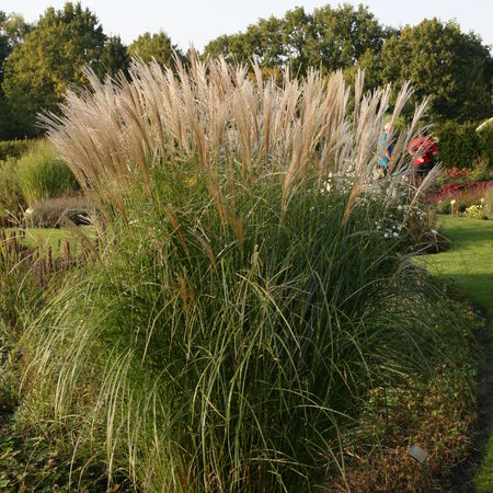 Miscanthus sinensis 'FederweiÃer'