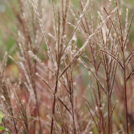 Miscanthus sinensis 'Ferner Osten'