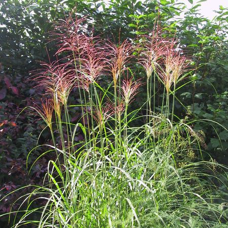 Miscanthus sinensis 'PÃ¼nktchen'