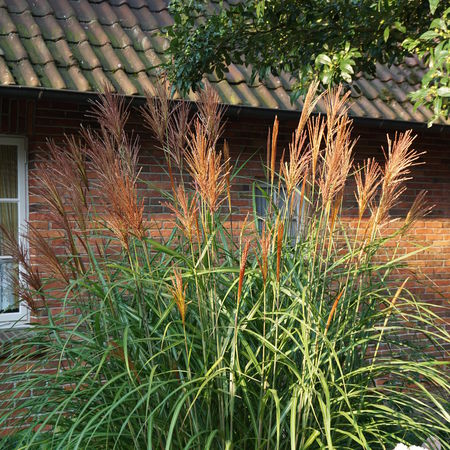 Miscanthus sinensis 'Ernst Pagels' Â®