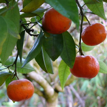 Mittelmeermandarine, spÃ¤te Ciaculli-Mandarine 'Tardivo di Ciaculli'