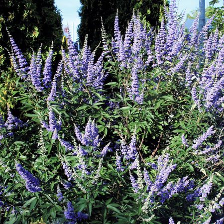 MÃ¶nchspfeffer 'Latifolia'