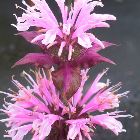 Indianernessel 'Beauty of Cobham'