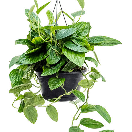 Monstera karstenianum