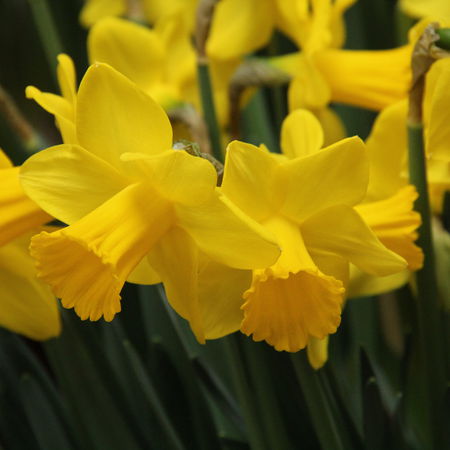 Osterglocke 'Arctic Gold'