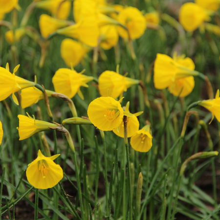 Reifrock-Narzisse 'Oxford Gold'Â®
