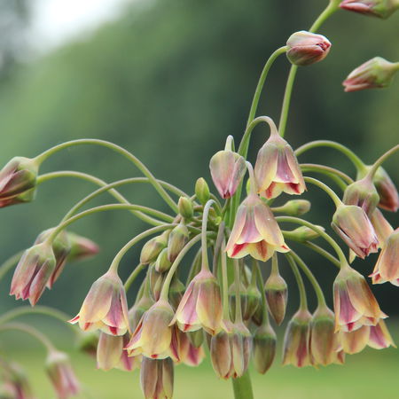 Nectaroscordum siculum