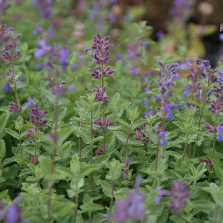 Nepeta x faassenii (gen)