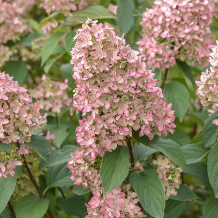 Hortensie, Rispenhortensie 'Magical CandleÂ®'