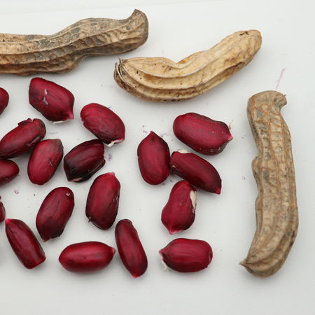Erdnusspflanze (Not) Just PeanutsÂ® JustmoreÂ®