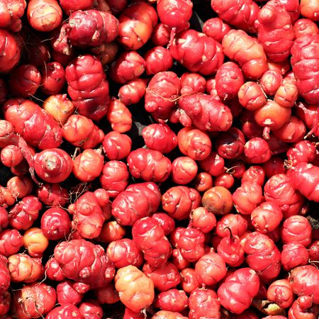 Oca Tubered