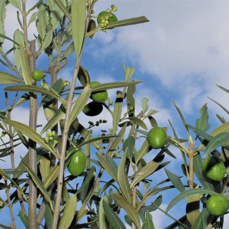 Olivenbaum 'Leccino'