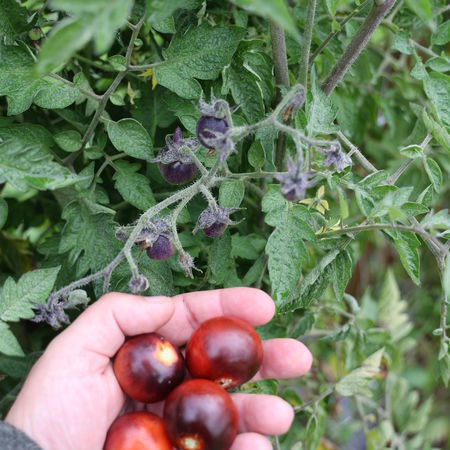 Freilandtomate Open SkyÂ® 'Happyblack'Â®