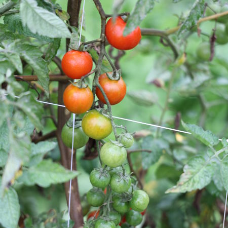 Freilandtomate Open SkyÂ® 'Sugared'Â®
