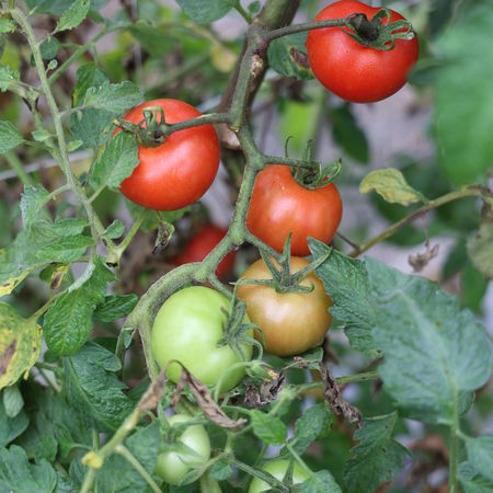 Freilandtomate Open SkyÂ® 'Tombonne'Â®
