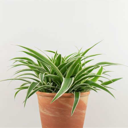 Grnlilie-Chlorophytum-comosum