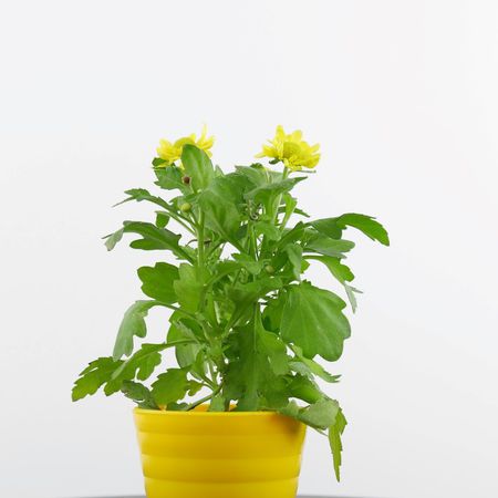 Chrysantheme (Chrysanthemum)