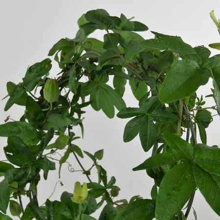 Maracuja (Passiflora edulis)