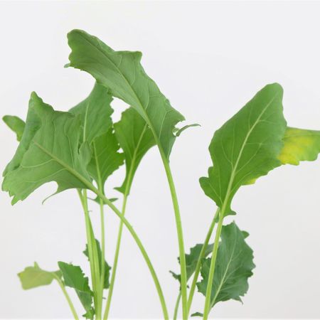 Kohlrabi (Brassica oleracea var. Gongylodes)