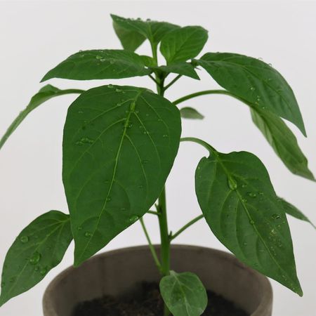 Paprika (Capsicum)