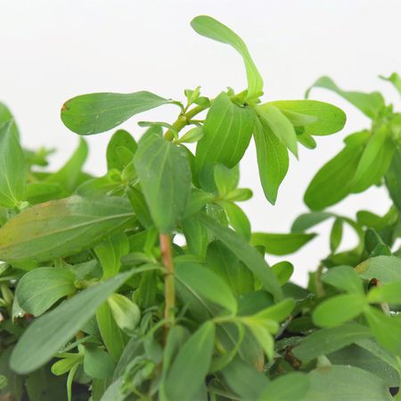 Johanniskraut (Hypericum)