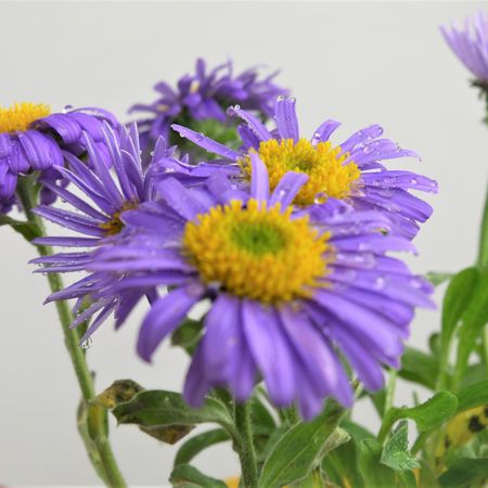 Alpen-Aster (Aster alpinus)