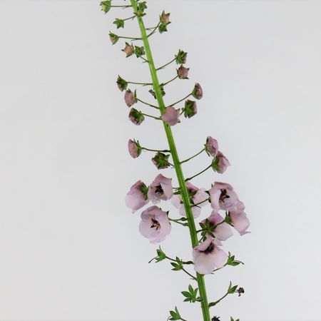 Knigskerze (Verbascum)
