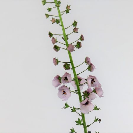 Königskerze (Verbascum)