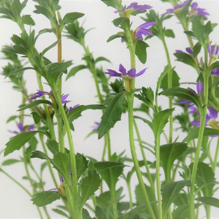 Fcherblume (Scaevola aemula)