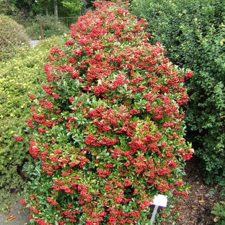Feuerdorn 'Teton'
