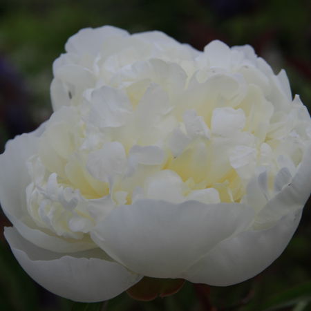 Paeonia x lactiflora 'Duchess de Nemours'