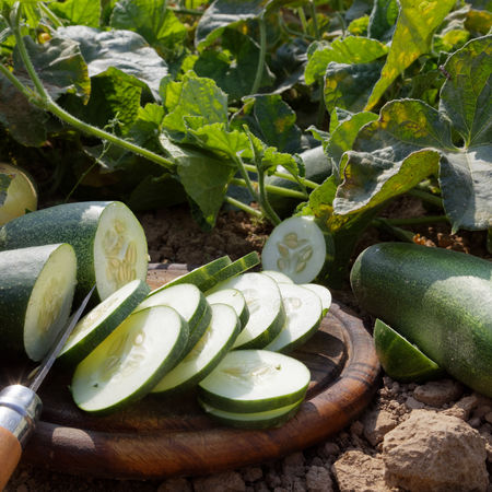 Salatgurke Gundel BIO