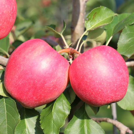 Apfel ParadisÂ® 'Ladylike'Â®