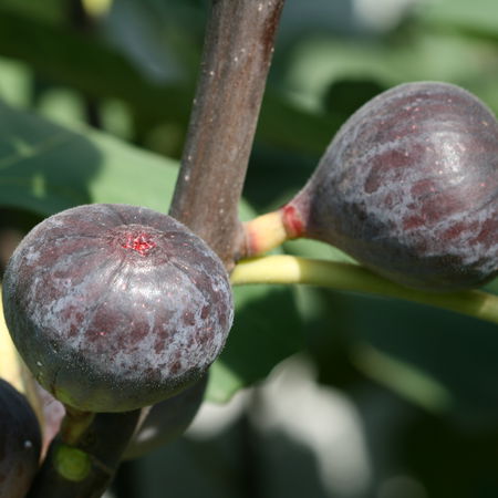 Feigenbaum PastiliÃ¨re