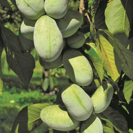 Pawpaw KSU AtwoodÂ®