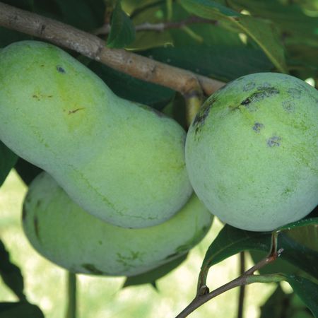 Pawpaw Pennsylvania Golden