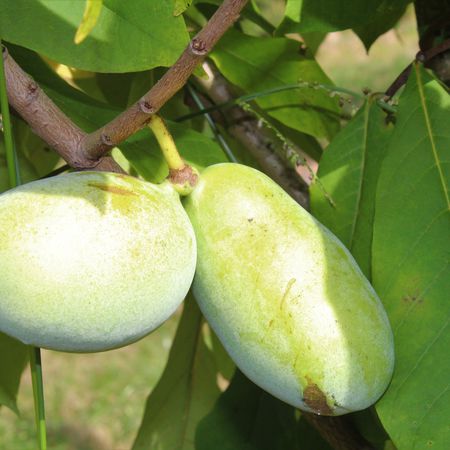 Pawpaw Sunflower